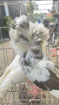 Chim bồ câu sư tử. Mua bán Chim tại Huyện Đức Hòa Long An được đăng bởi Gia Linh
