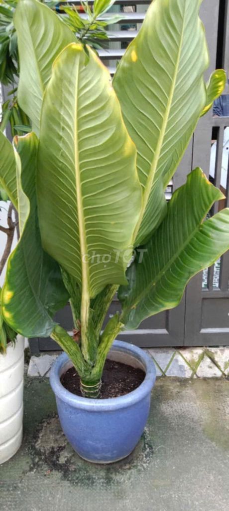 Cây Đại Phú Gia phong thủy