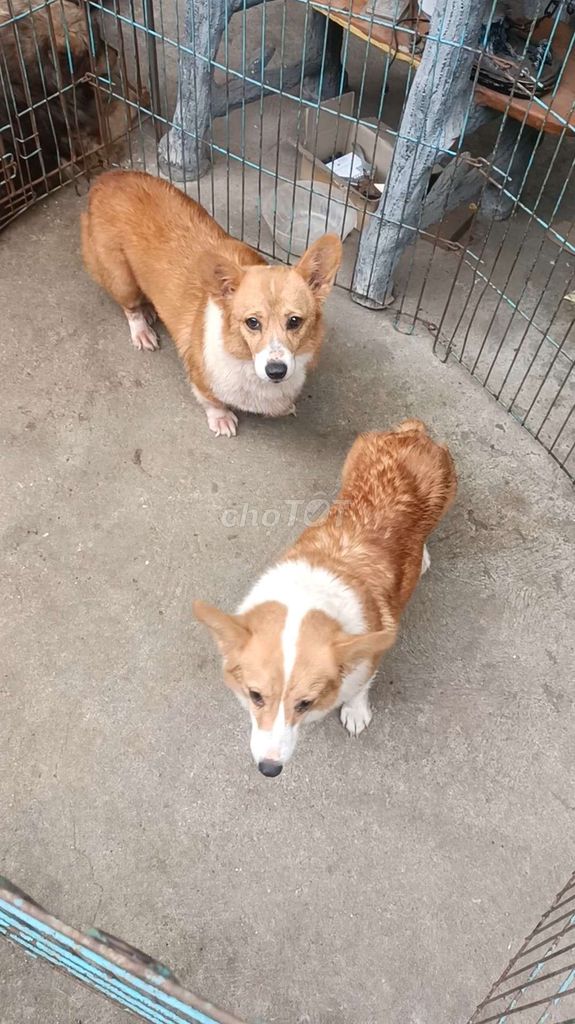 2 Corgi cái