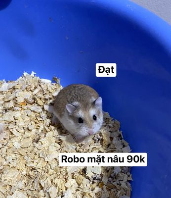 Hamster ww và robo chỉ từ 50k tại Hà Nội