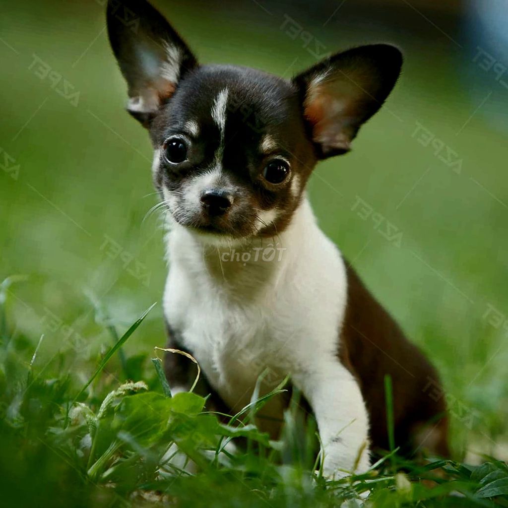 Chó Phốc bò sữa bé xíu đực. Mua bán Chó tại Huyện Mỏ Cày Nam Bến Tre được đăng bởi Mjnmjn hình 1