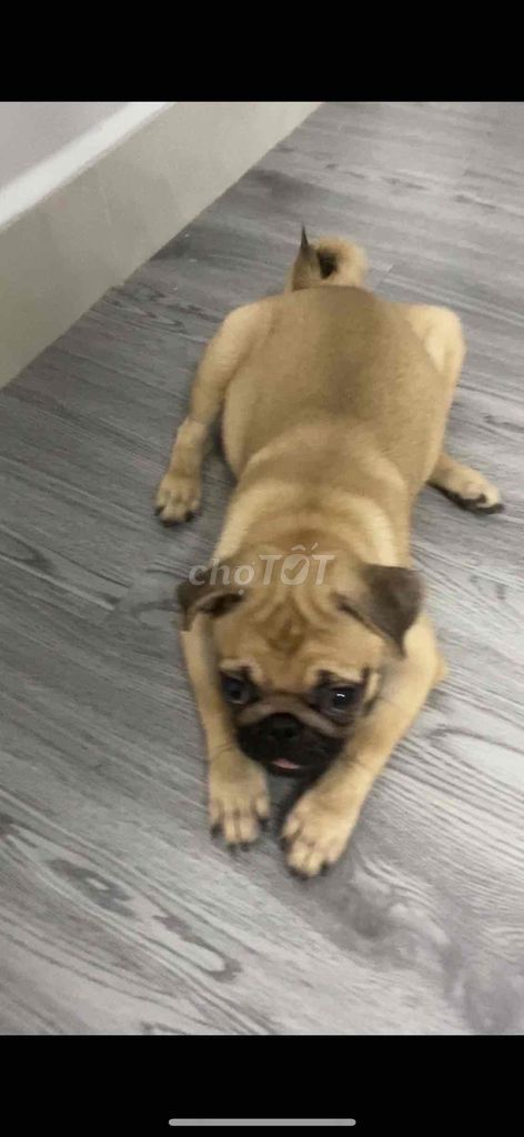 Chó Pug cái - Tân Hưng Quận 7. Mua bán Chó tại Quận 7 Tp Hồ Chí Minh được đăng bởi mây hình 1