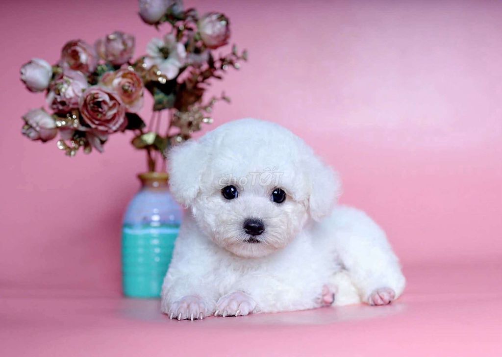 Poodle tiny xinh ngoan Yêu