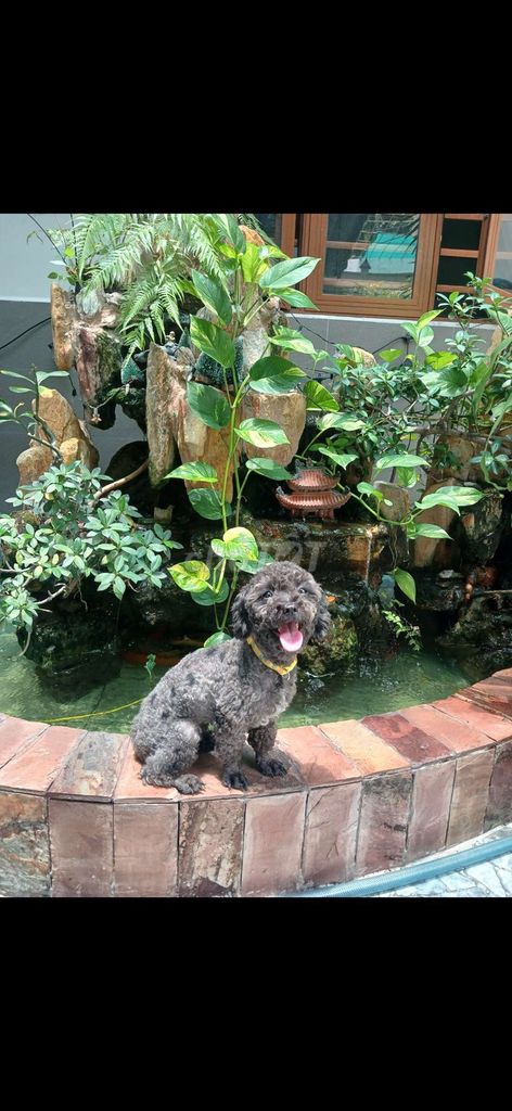 Chó Poodle xám cái 1 tuổi chuẩn bị solo. Mua bán Chó tại Quận 6 Tp Hồ Chí Minh được đăng bởi Thiện 6868 hình 1