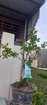 cây lộc vừng như hình. m ở gần PG an đồng.. Mua bán Cây cảnh, đồ trang trí tại Huyện An Dương Hải Phòng được đăng bởi Dương