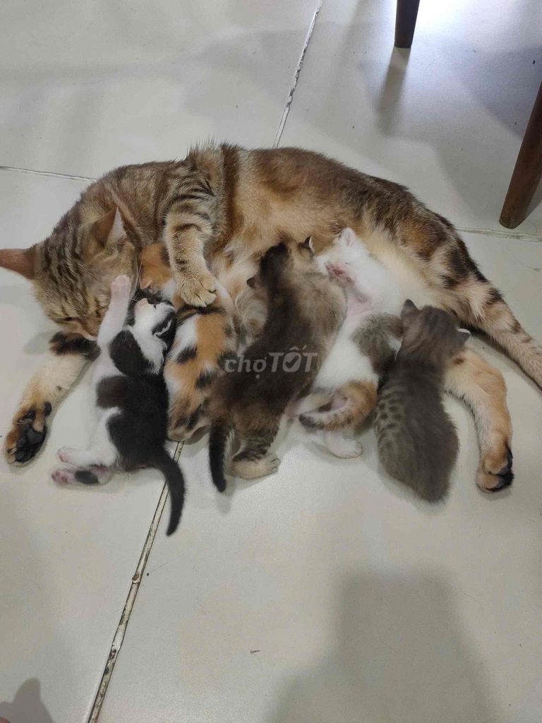 Mèo lai Aln nhà đẻ. Mua bán Mèo tại Quận 12 Tp Hồ Chí Minh được đăng bởi Dung Nguyễn hình 1