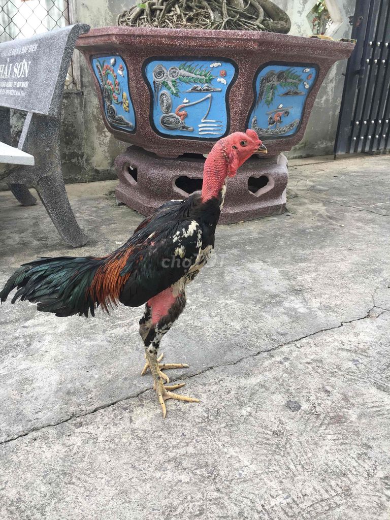 Tía mơ. Mua bán Gà tại Huyện Tuy Phước Bình Định được đăng bởi Đạt Bình Định hình 1