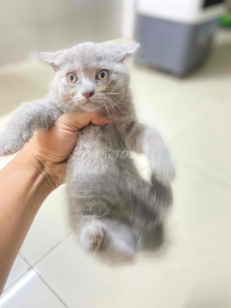 Anh lông ngắn Xám Xanh , Lilac. Mua bán Mèo tại Huyện Hóc Môn Tp Hồ Chí Minh được đăng bởi Vĩnh hình 1