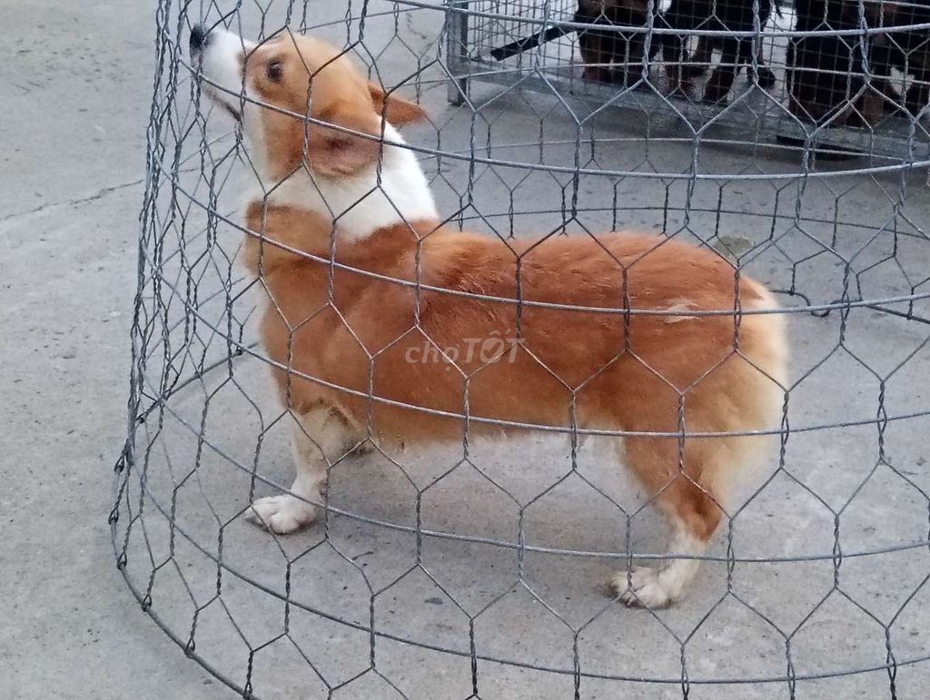 Chó Corgi cái nâu trắng. Mua bán Chó tại Thành phố Bảo Lộc Lâm Đồng được đăng bởi Nhân Rottweiler  hình 1