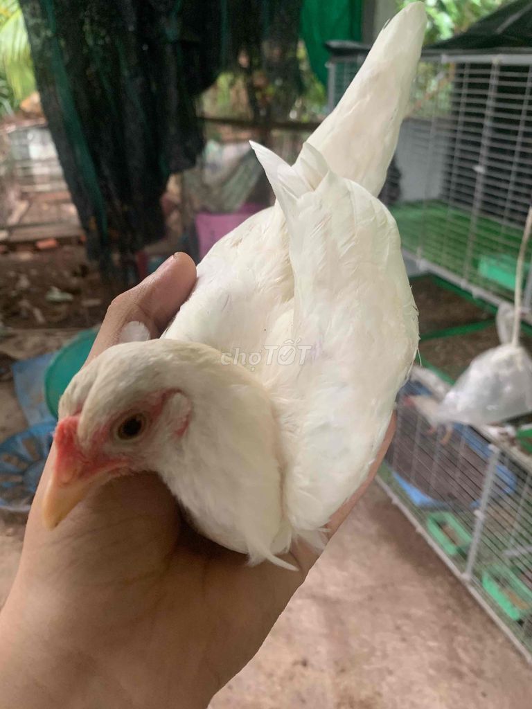 CẦN TÌM GÀ TRE BẮC NHẠN TRỐNG. Mua bán Gà tại Quận Gò Vấp Tp Hồ Chí Minh được đăng bởi PHÁT hình 1