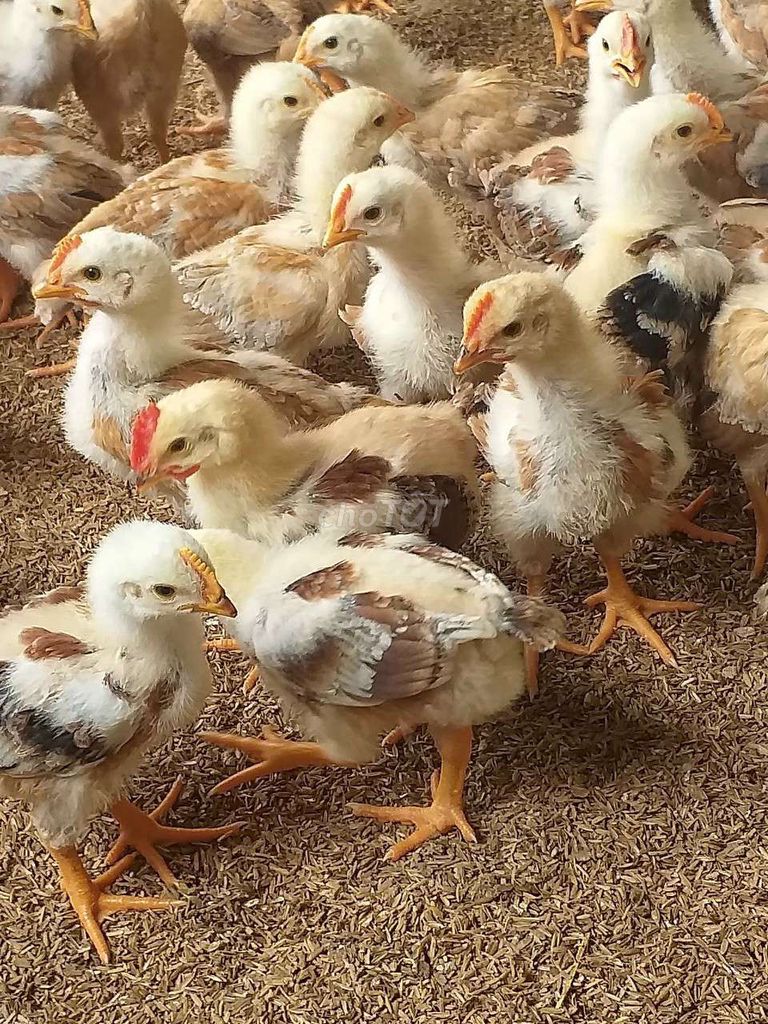 Con giống gà ta thả vườn(từ 1 đến 30 ngày)