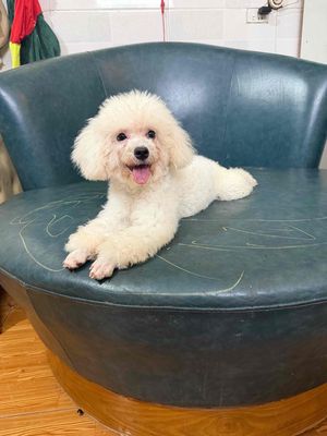Chó Poodle cái đã tiêm phòng