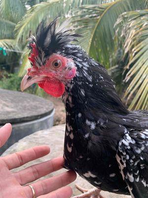 chia lại cho anh em nuôi kiểng. gà quý phi trống. Mua bán Gà tại Huyện Giồng Trôm Bến Tre được đăng bởi Phạm Nguyễn Hoàng Duy