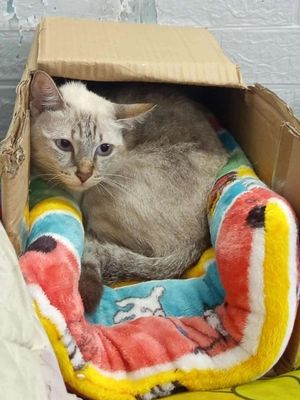 Mèo Aln. Mua bán Mèo tại Huyện Bình Chánh Tp Hồ Chí Minh được đăng bởi Lộc Lê