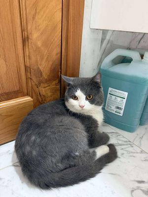 MÈO ANH LÔNG NGẮN THUẦN CHỦNG ĐỰC MÀU BICOLOR. Mua bán Mèo tại Quận 11 Tp Hồ Chí Minh được đăng bởi Ánh Dương