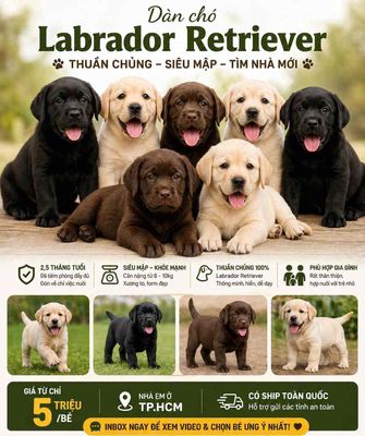Chó Labrador Retriever 2.5 tháng