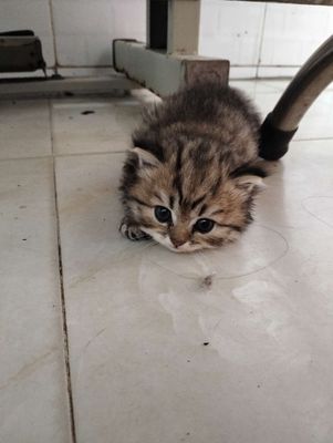 Tìm ba mẹ cho các cục bông