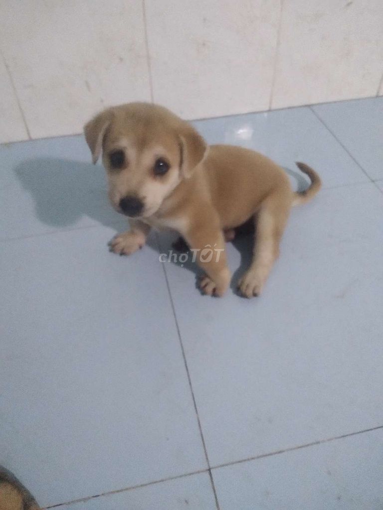 Chó Nhật lai 3 tháng tuổi. Mua bán Chó tại Quận Cái Răng Cần Thơ được đăng bởi Hoàng Tùng lâm  hình 1