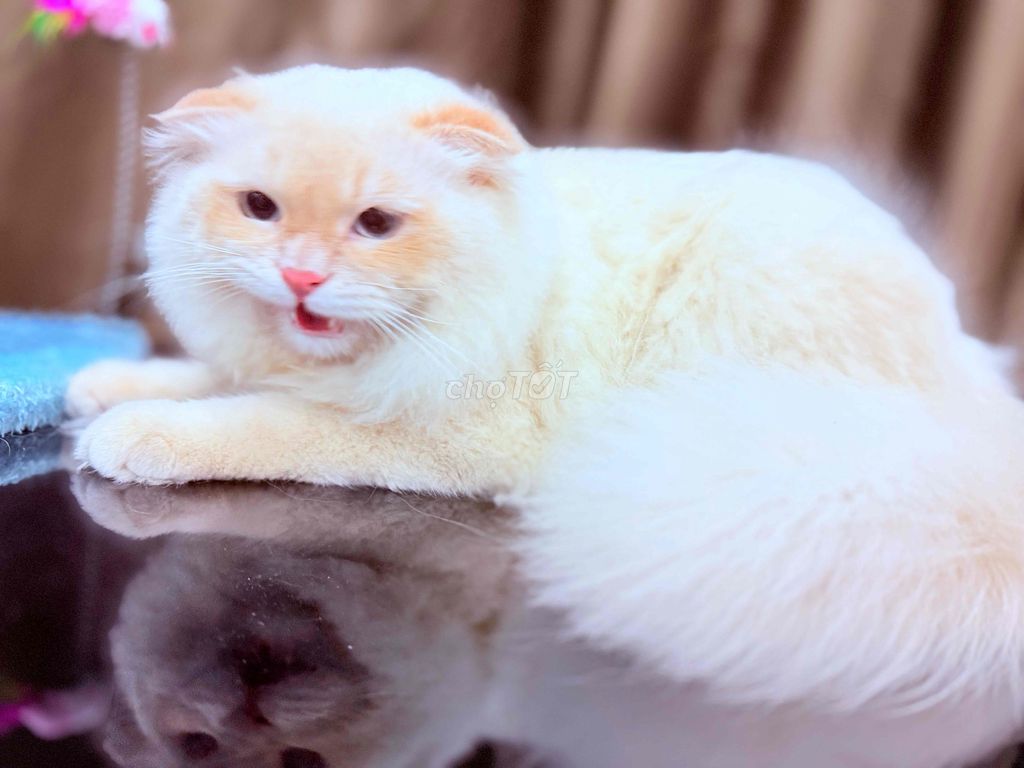 Mèo Anh lông dài tai cụp đực 11 tháng. Mua bán Mèo tại Quận Bắc Từ Liêm Hà Nội được đăng bởi Trần Phương Anh hình 1