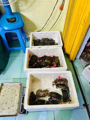 Cua Ngon Có Tiệm Cua Ly Lai. Mua bán Đồ ăn, thực phẩm và các loại khác tại Thành phố Thủ Dầu Một Bình Dương được đăng bởi Lê Phượng Hoàng Hải