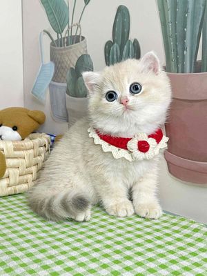 Mèo anh lông ngắn 3 tháng tuổi. Mua bán Mèo tại Thành phố Cao Lãnh Đồng Tháp được đăng bởi linh