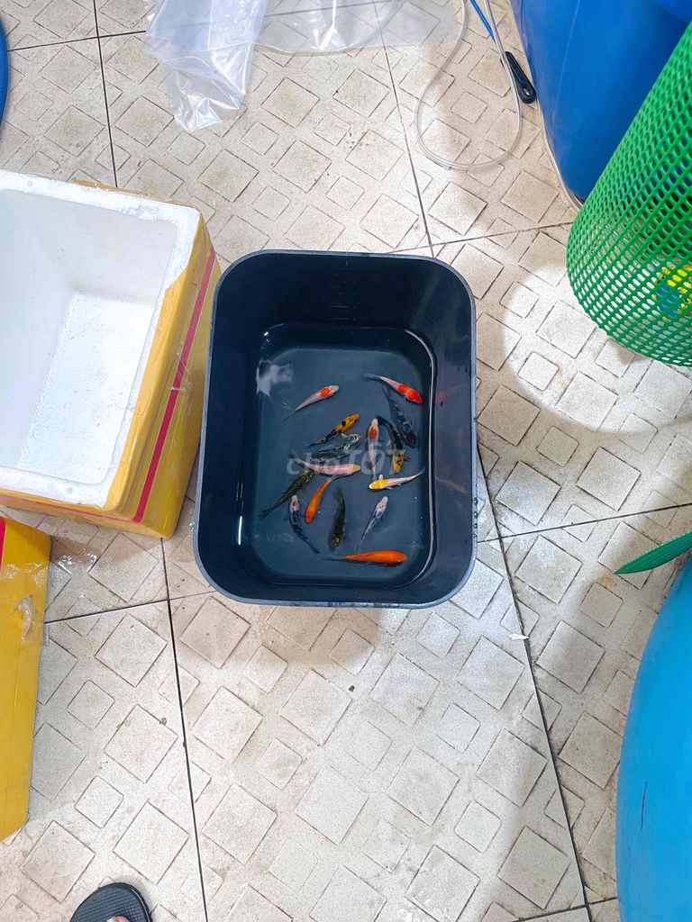 Cá Koi 2cm - 16cm Đa dạng. Mua bán Thú cưng khác tại Quận Gò Vấp Tp Hồ Chí Minh được đăng bởi Nguyễn Thị Như Ýy hình 1