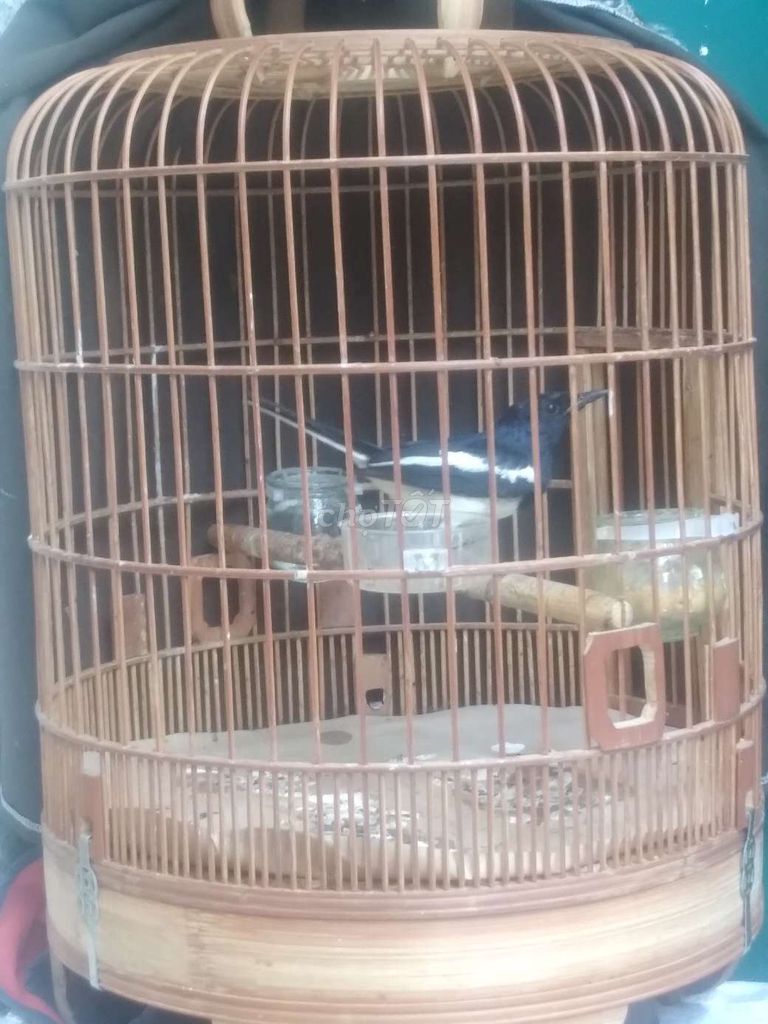 thanh lí con chòe than đá. Mua bán Chim tại Quận 10 Tp Hồ Chí Minh được đăng bởi vu anh hình 1