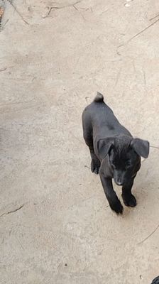 mông cộc  _phú Quốc. Mua bán Chó tại Huyện Bàu Bàng Bình Dương được đăng bởi MrPhong