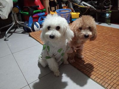 Cần tìm chủ mới cho 2 em poodle trưởng thành. Mua bán Chó tại Quận Hoàng Mai Hà Nội được đăng bởi Trần Kiều My