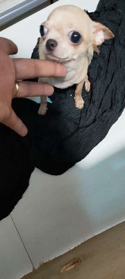 Chihuahua cái tecup