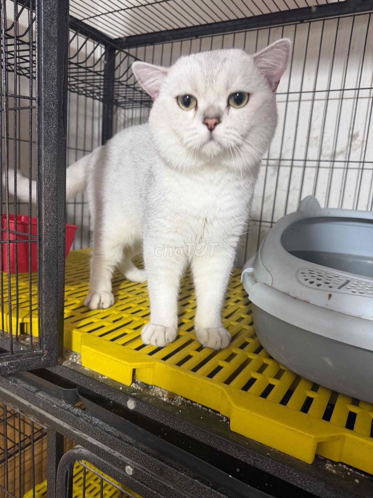 Mèo Anh lông ngắn đực 2 tuổi trắng Silver 4.5kg. Mua bán Mèo tại Quận Bình Tân Tp Hồ Chí Minh được đăng bởi Nguyễn Dương Bích Tuyền hình 1