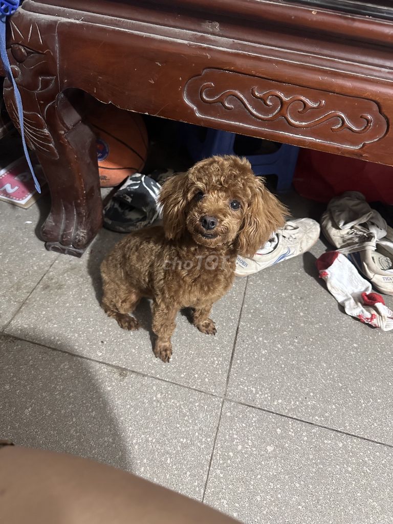 Chó Poodle Tiny đực 10 tháng đã tiêm. Mua bán Chó tại Quận Hai Bà Trưng Hà Nội được đăng bởi nguyệt hình 1