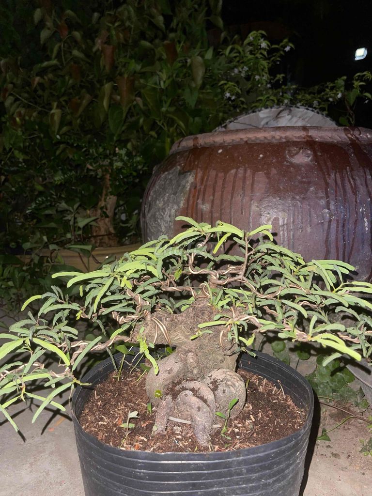 Cây cảnh Me chua đã thuần chậu. Mua bán Cây cảnh, đồ trang trí tại Thành phố Mỹ Tho Tiền Giang được đăng bởi Thái Văn Phước hình 1