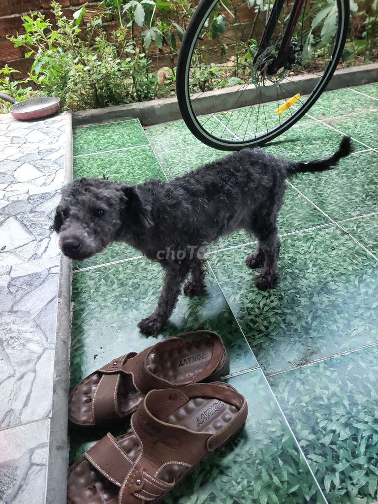 Chó Poodle Đen. Mua bán Chó tại Quận Liên Chiểu Đà Nẵng được đăng bởi Hoàng Văn Khá hình 1