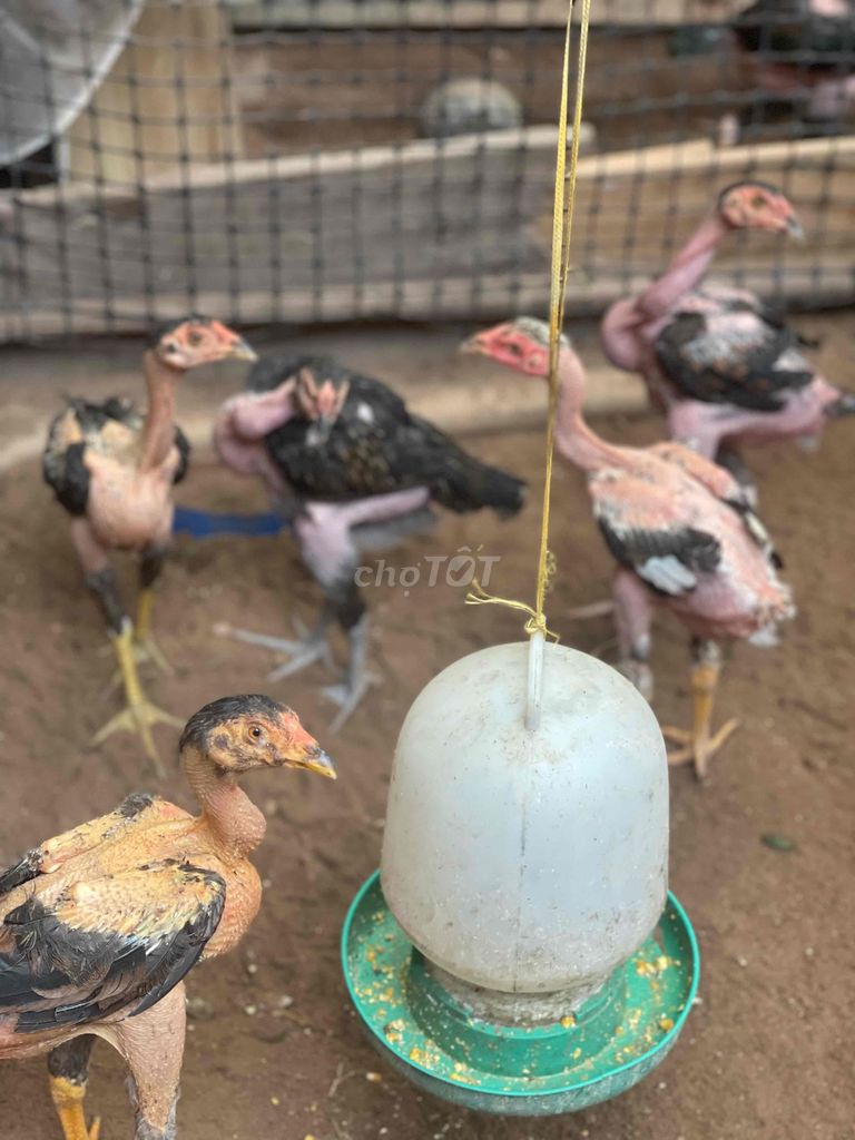 Gà mái nhánh 1.5 kg. Mua bán Gà tại Quận Hà Đông Hà Nội được đăng bởi quang nguyên văn hình 1