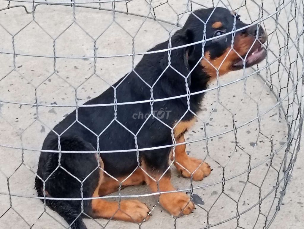 Chó Rottweiler ĐNGN. Mua bán Chó tại Thành phố Gia Nghĩa Đắk Nông được đăng bởi Nhân Rottweiler  hình 1