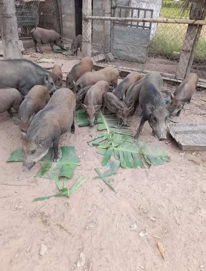 Heo lai 20kg đến 40kg giá 130k 1kg❤️❤️❤️