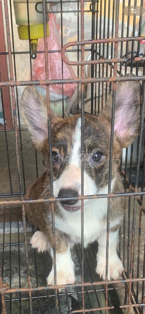 Chó Corgi vằn trắng đã tiêm phòng. Mua bán Chó tại Quận Hoàng Mai Hà Nội được đăng bởi Ruby Vu hình 1