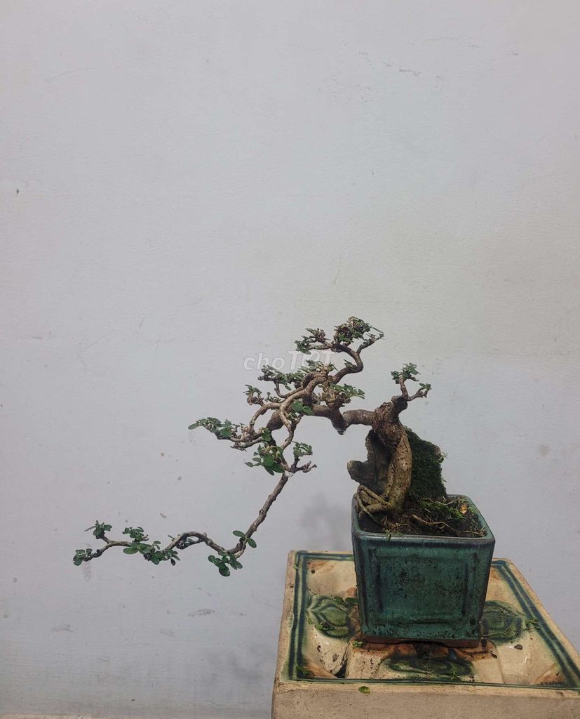 Bonsai Hương Sam,
chậu vuông cạnh 9 cm