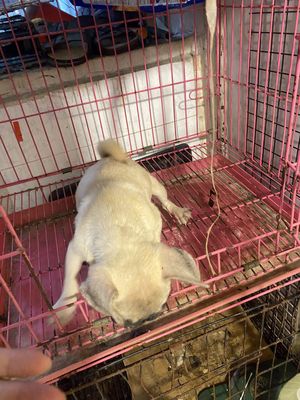 Chó Pug cái 4 tháng màu Vàng kem