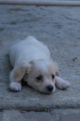 Chó Poodle 2 tháng tuổi