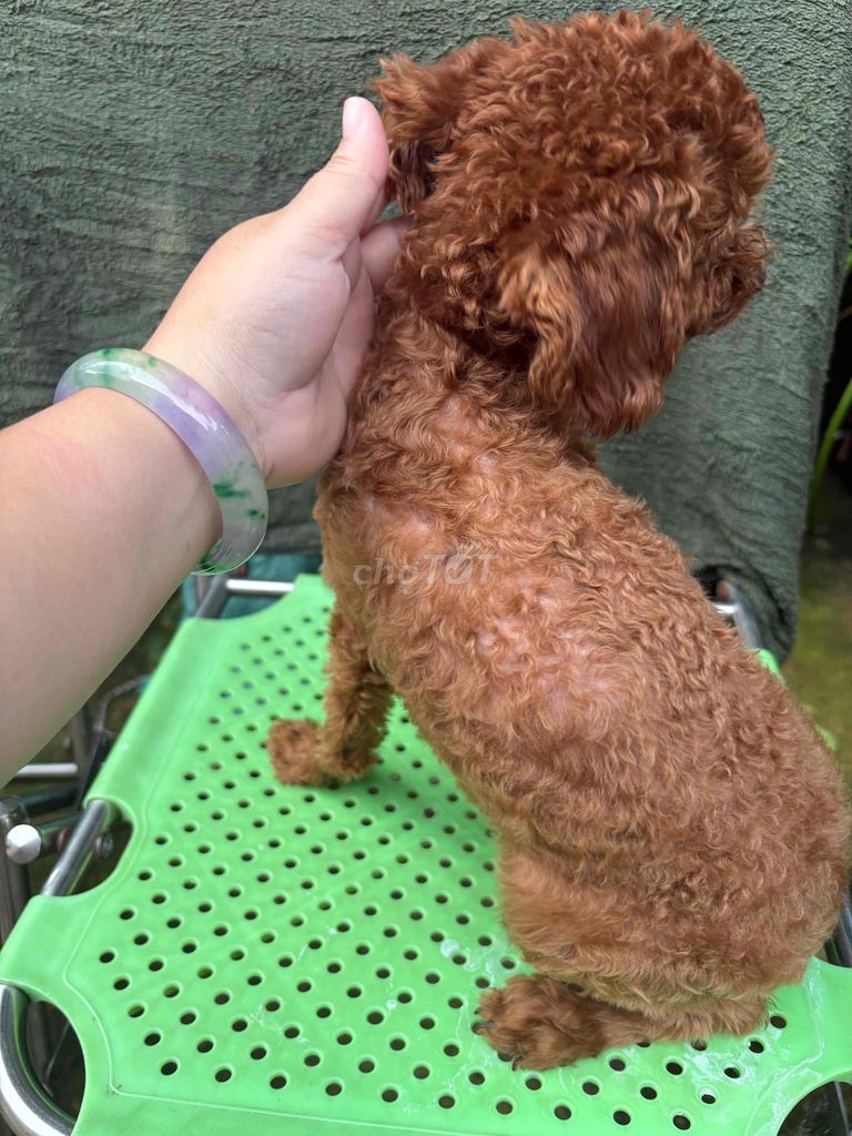 POODLE THUẦN CHỦNG CÁI. Mua bán Chó tại Thành phố Thủ Đức Tp Hồ Chí Minh được đăng bởi Ân Ân hay thanh lý tất tần tật  hình 4
