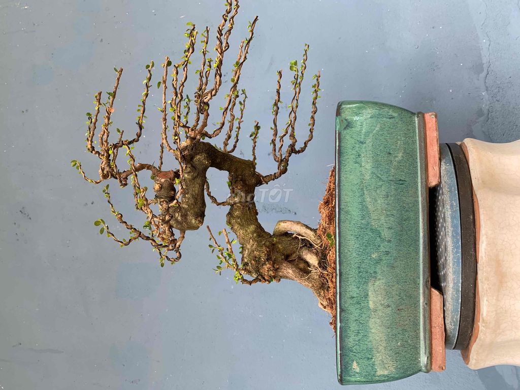 Bonsai Sam trái dang bạt phong kha đẹp