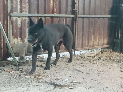 Chó Hmông cộc Đen tuyền