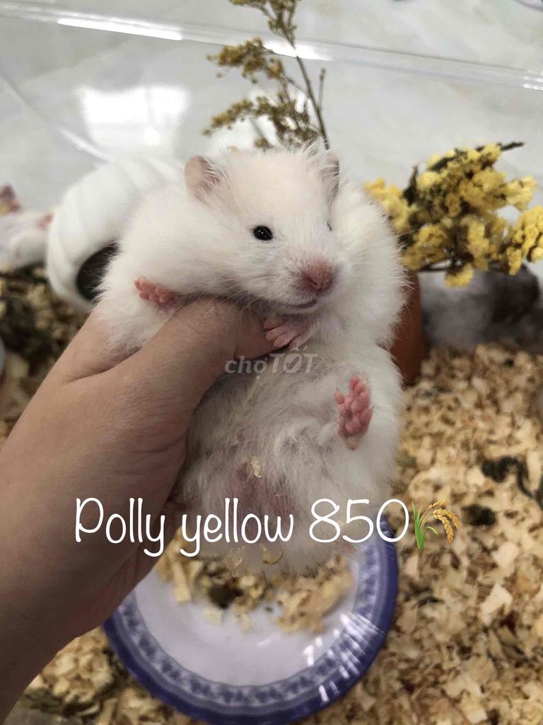 Chuột Hamster Bear tạng to 1 tháng. Mua bán Thú cưng khác tại Quận Cái Răng Cần Thơ được đăng bởi Hammie Heamster hình 1