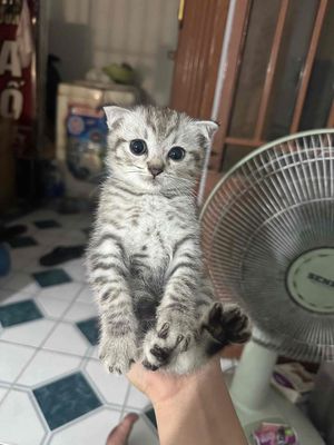 Mèo Tai Cụp Form mặt tròn ngoan quấn. Mua bán Mèo tại Thành phố Biên Hòa Đồng Nai được đăng bởi Nhi nè