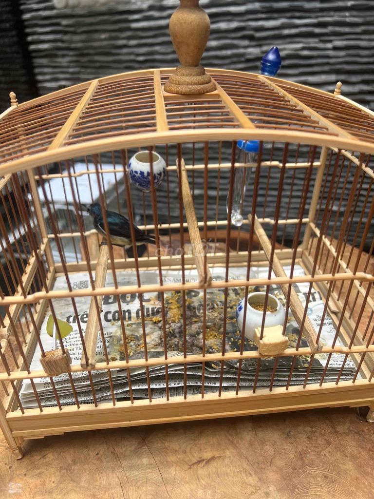 om xanh cổ đỏ. Mua bán Chim tại Quận Tân Bình Tp Hồ Chí Minh được đăng bởi Cao Phong hình 2