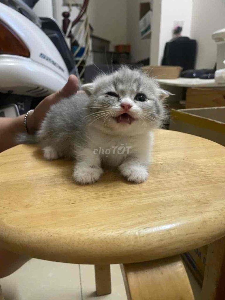 Mèo Munchkin chân lùn tai cụp. Mua bán Mèo tại Quận Cầu Giấy Hà Nội được đăng bởi Hạnh hình 1