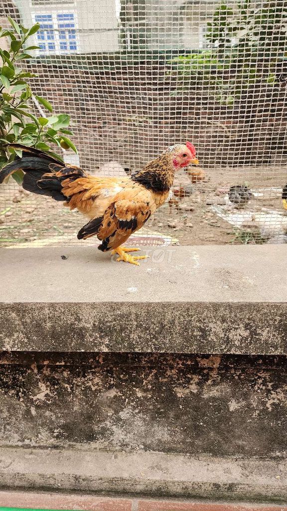 Gà tre bắc cộc. Mua bán Gà tại Huyện Phú Xuyên Hà Nội được đăng bởi thích đủ thứ hình 1