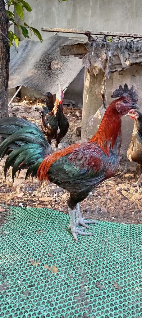 gà con peru. Mua bán Gà tại Huyện Hóc Môn Tp Hồ Chí Minh được đăng bởi FB Huy Cuong Peru Gallos hình 1